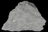 Partial Trimerus Trilobite - New York #68575-1